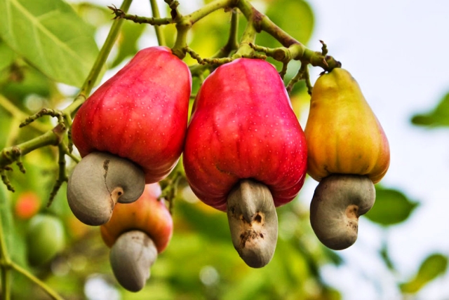gia tang nguoi trong dieu tiec nuoi