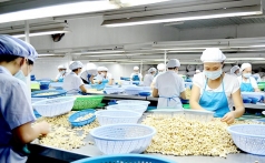 ba van de cot loi trong phat trien nganh dieu