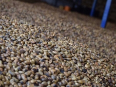 bi truy to vi trom hat dieu cua cha