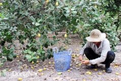 bien doi khi hau anh huong den nang suat cay trong
