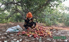 binh phuoc     8221 bo  8221  doanh nghiep di    mot dieu