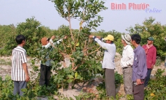 binh phuoc  giai ngan 1 ty dong thuc hien du an cham soc cai tao vuon dieu