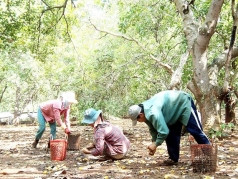 binh phuoc  giai phap nang cao nang suat cay dieu
