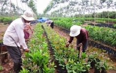 binh phuoc  ho tro 522 000 cay dieu giong cho dong bao dtts ho ngheo