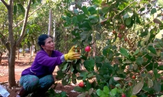 binh phuoc  ho tro nguoi ngheo bi anh huong dich covid 19 on dinh cuoc song