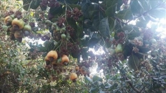 binh phuoc  ho tro trong lien ket san xuat tieu thu dieu
