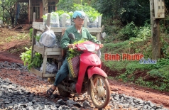 binh phuoc  mao hiem voi cay giong ban dao