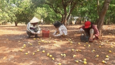 binh phuoc ngan chan tinh trang ban dieu non