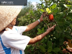 binh phuoc  nong dan thang to vu dieu la rung xuong khong vut di gom lai u muc cho cay   8221 an  8221