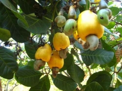 binh phuoc  nong nghiep tiep tuc khang dinh vi the be do cua nen kinh te