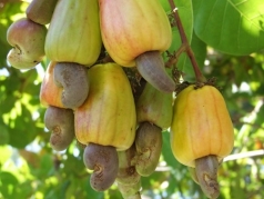 binh phuoc  phat trien cay dieu nganh dieu   trong trach lon lao