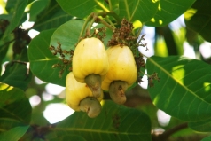 binh phuoc  phat trien cay dieu nganh dieu   trong trach lon lao
