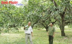 binh phuoc  san xuat dieu sach ben vung niem hy vong moi cua nguoi nong dan