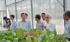 binh phuoc  se dat hang nhan giong dieu tot de dau tu cho vung kho khan