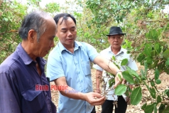 binh phuoc  thap thom mua dieu