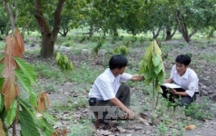 binh phuoc  trong rau rung dac san trong vuon   8221 trong lung tung  8221  ong nong dan mua duoc o to
