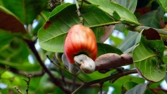 binh phuoc  xay dung  ??thu phu ?? dieu