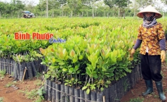 binh phuoc  xu ly nghiem vi pham ve san xuat kinh doanh giong cay trong