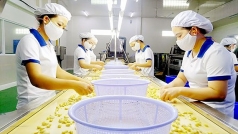 binh thuan  cac co so gia cong che bien hat dieu gap kho
