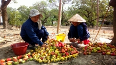 binh thuan  dia ban duoc ho tro phi bao hiem nong nghiep tren cay trong