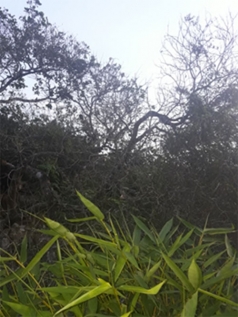 binh thuan  mua dieu  mat trang
