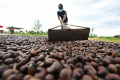 campuchia tham vong thanh  ??thu phu hat dieu the gioi ?? voi du an  ??khu cong nghiep hat dieu ?? tai kampong thom