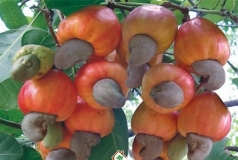 cay dieu bi sau dich benh gay hai  phuong phap dieu tri