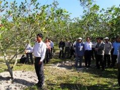 cay dieu o vinh hiep  binh dinh   tang nang suat nho ung dung tien bo khoa hoc ky thuat
