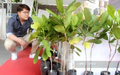 cay giong nhieu loai dong loat rot tham o binh phuoc co chu vuon   8221 do loi  8221  cho gia phan bon tang cao