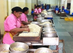 chinh phu an do tang thue nhap khau nhan dieu len 70  giup nganh dieu an do hoi sinh