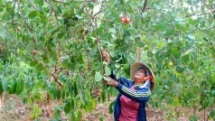 dac san dieu dak lak can duoc xay dung chi dan dia ly thuong hieu