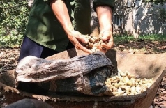 dak nong  do chua xoa an tich doi tuong bi khoi to du chi trom 15kg hat dieu