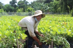 de xuat dieu kien san xuat kinh doanh giong cay trong