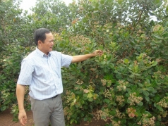 di len nho trong dieu organic