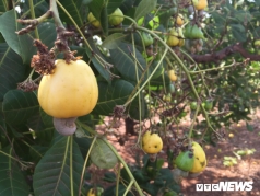 dieu chin ro dung tet ky hoi nong dan gia lai buon vui lan lon