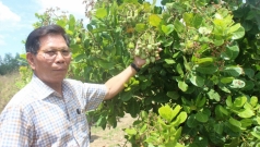 dieu mat mua vi thoi tiet nong dan hoi ha tim giong moi cuu van