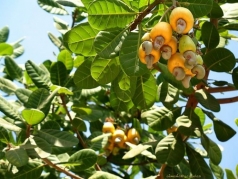 dong nai  quan ly tot giong cay trong vat nuoi