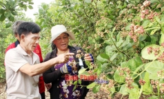 du bao toan canh sau benh vu he thu nam trung bo va tay nguyen