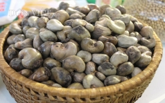 duy tri viec thu mua dieu tho