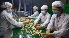 frucom de nghi chinh phu uu tien tiem vaccine cho nganh dieu