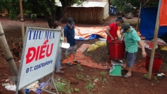 gia thu mua hat dieu tuoi tai tinh binh phuoc giam manh