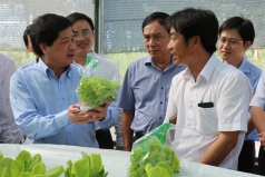 giong la yeu to hang dau de cay dieu phat trien ben vung