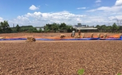 hang tram nghin tan hang tu chau phi vua do bo viet nam  nuoc ta chi hon 4 ty usd mua hang la  ??bao boi ?? giup viet nam xuat khau bang ca the gioi cong lai