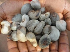 hiep hoi dieu viet nam de nghi ha muc tieu xuat khau 2020 do anh huong boi covid 19