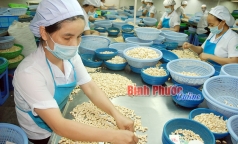 khong de viet nam tro thanh duong di cho hat dieu nuoc ngoai