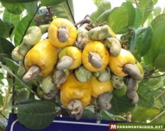 kim ngach xuat khau cua viet nam sang cac nuoc dong nam a dat 217 ty usd