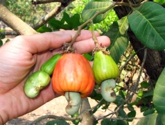lam dong  khuyen cao ba con phong tru sau benh hai dieu