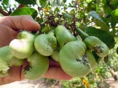 lam dong  tai canh cay dieu   lam dong chon 19 mau cay dieu chat luong cao de nhan giong