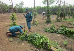 mua trai mua loc xoay de doa  noi com  cua nong dan binh phuoc