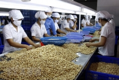 my la thi truong tieu thu hat dieu lon nhat cua viet nam